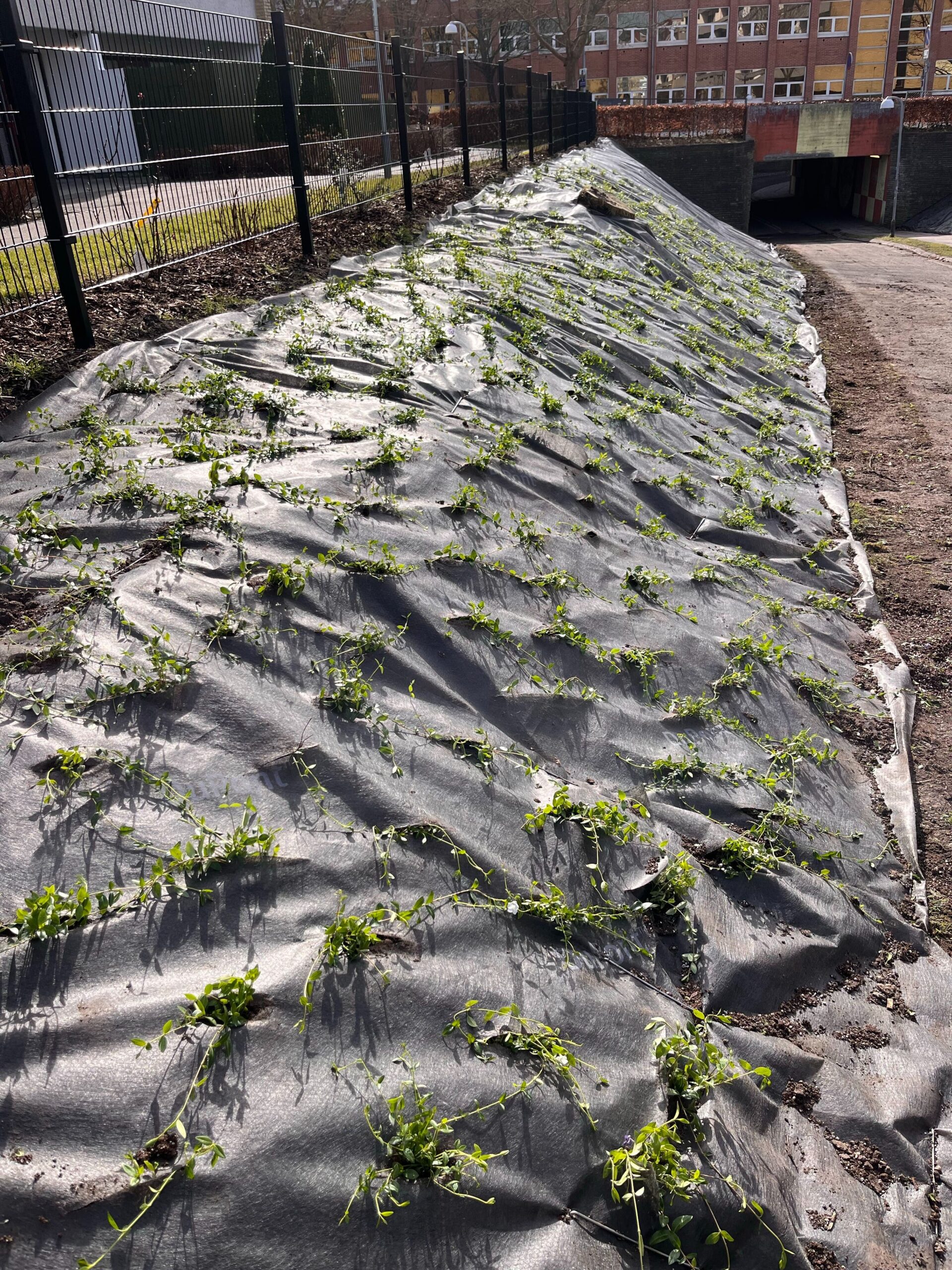 Beplantning, Anlægsgartner
